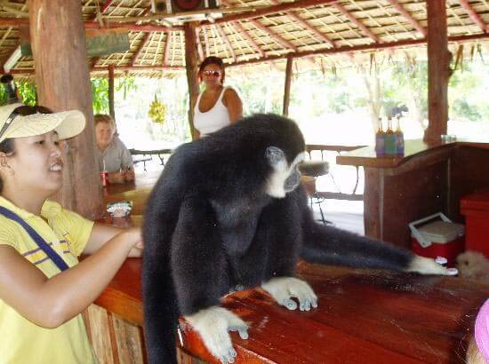 GIbbon getting a scratch at the Gibbon rehabilitation centre Phuket, Thailand